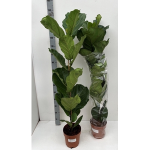 FICUS LYRATA