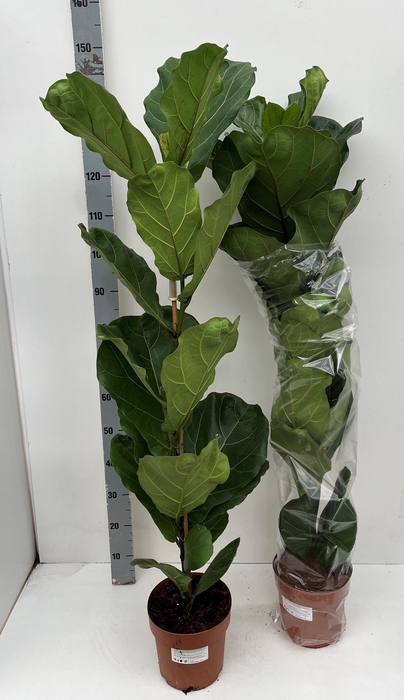 <h4>FICUS LYRATA</h4>