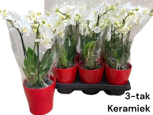 <h4>ARR PHALA MT 14+</h4>