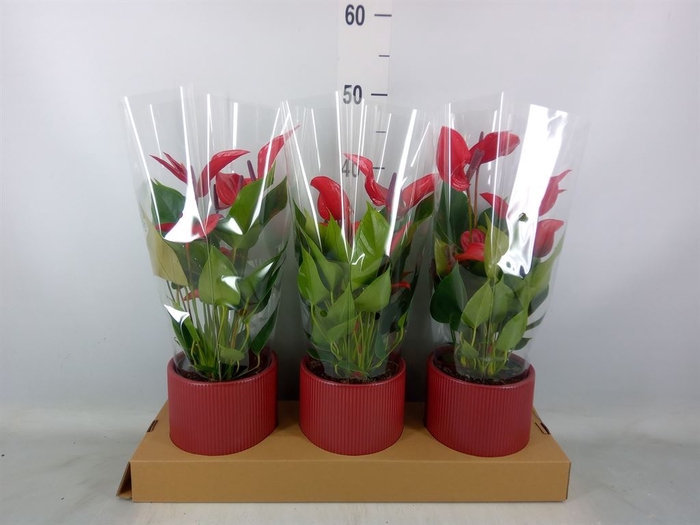 <h4>Anthurium  'Banderola Lava'</h4>