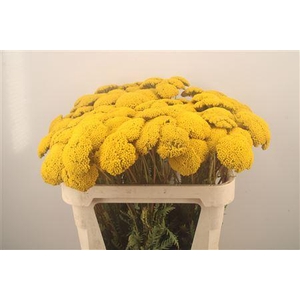 Achillea F Park Variety