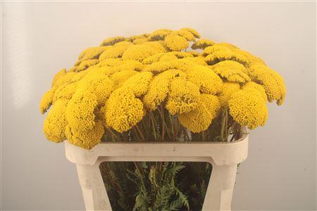 <h4>Achillea F Park Variety</h4>