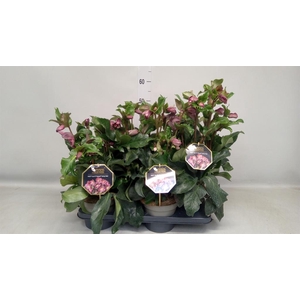 Helleborus  'Ice N Roses Early Red'