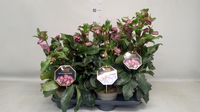 <h4>Helleborus  'Ice N Roses Early Red'</h4>