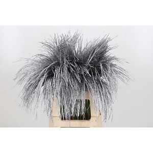 Miscanthus Kl Bh Zilver