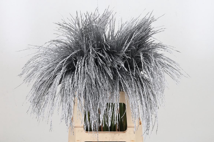 Miscanthus Kl Bh Zilver