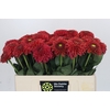 Dahlia Orange Fox