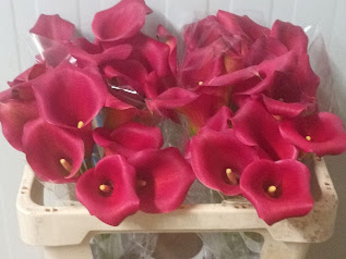 <h4>Calla Hollywood</h4>