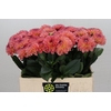 Dahlia Chanel