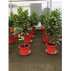 Citrus hystrix