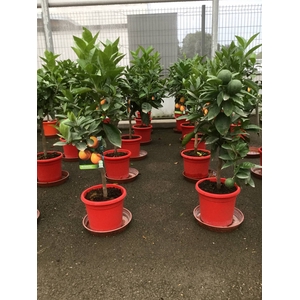Citrus hystrix