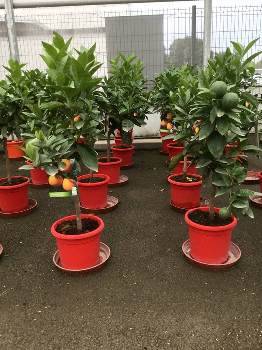 Citrus hystrix