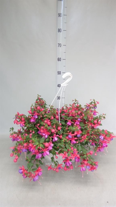 <h4>Fuchsia   ...</h4>