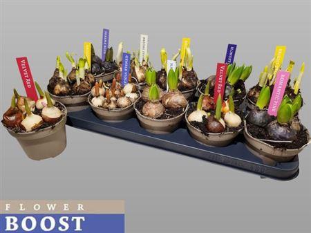 <h4>Bolbloemen Gem</h4>