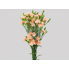 CRAVO SPRAY CHAMPAGN 070 CM
