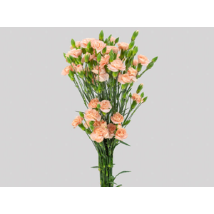CRAVO SPRAY CHAMPAGN 070 CM