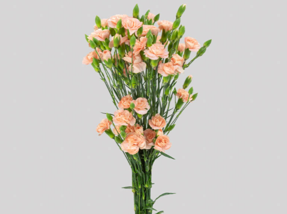 CRAVO SPRAY CHAMPAGN 070 CM
