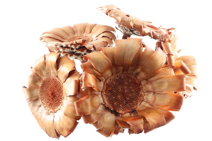 <h4>Protea Magnif Base Natural</h4>