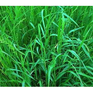 Cyperus alternifolius