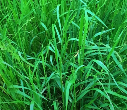 <h4>Cyperus alternifolius</h4>