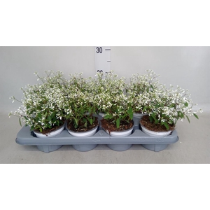 Euphorbia hyperic. 'Euphoria White'