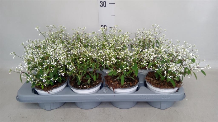 <h4>Euphorbia hyperic. 'Euphoria White'</h4>
