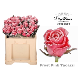 R GR FROST PINK TACAZZI