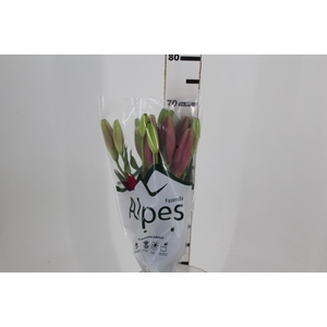 LIRIO INDIAN SUMMERSET 070 CM HT 3/