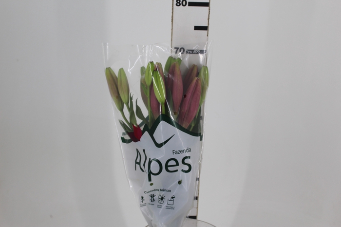 <h4>LIRIO INDIAN SUMMERSET 070 CM HT 3</h4>