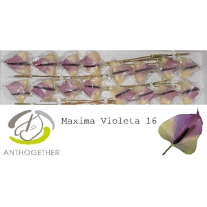 Anthurium Maxima Violeta