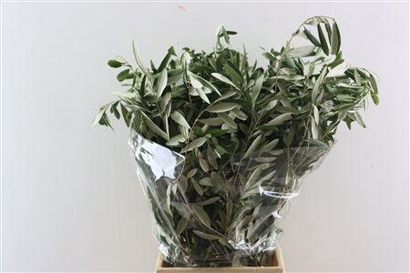 <h4>OLEA EUROPAEA BS</h4>