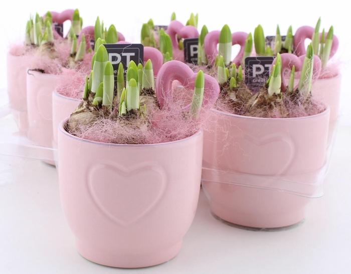 <h4>ARR N TETE A TETE</h4>