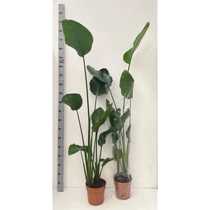 STRELITZIA NICOLAI