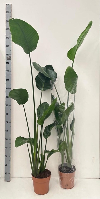 <h4>STRELITZIA NICOLAI</h4>