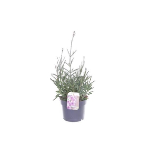 VERBENA LOLLIPOP
