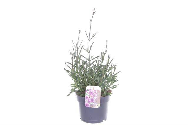 <h4>VERBENA LOLLIPOP</h4>