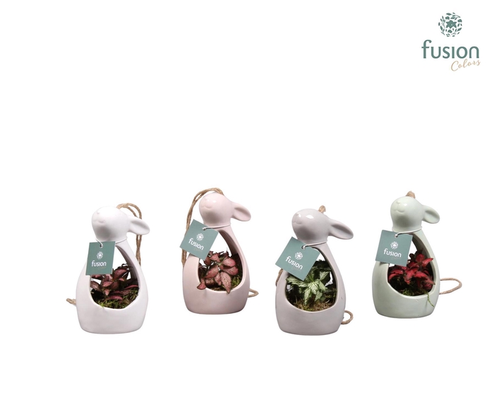 <h4>Pasen Haas keramiek 4 kleuren met Fittonia</h4>