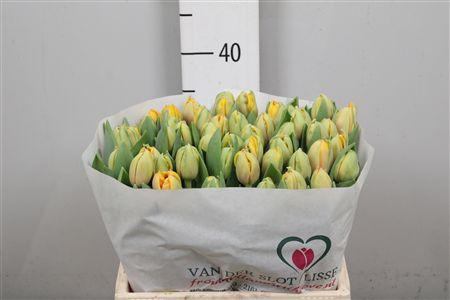 <h4>Tu Du Voltage</h4>