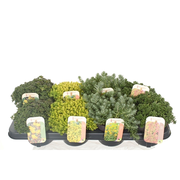 <h4>Sedum mix in tray</h4>