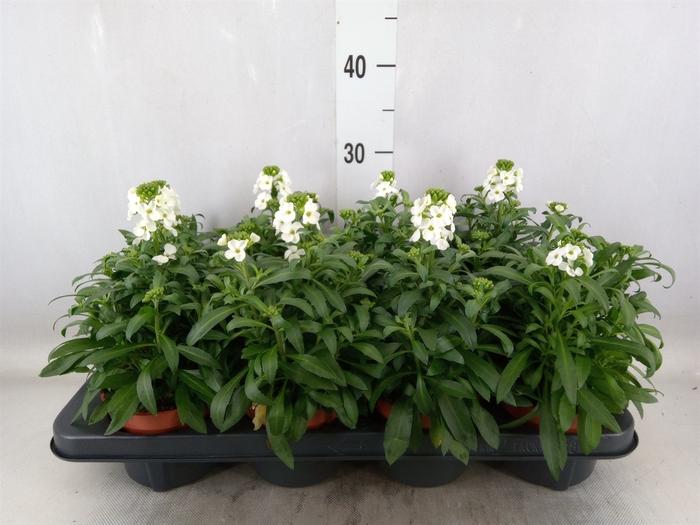 <h4>Erysimum  'Leya White'</h4>