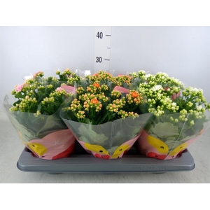 Kalanchoe blos.   ..rosebud rs fl 3