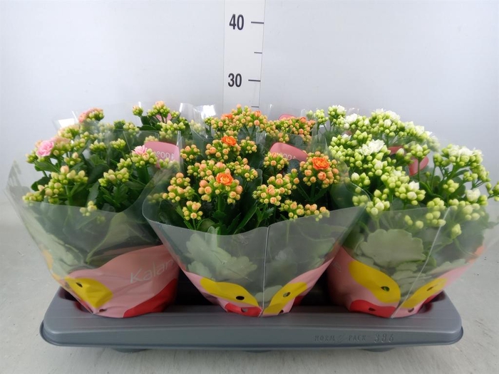 <h4>Kalanchoe blos. ..rosebud rs fl 3</h4>