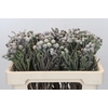 Kaaps Groen Silver Brunia