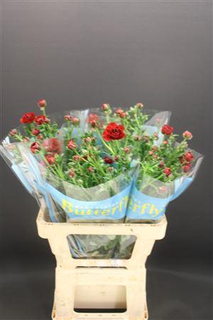 <h4>Ran Butterfly Hades 60cm</h4>