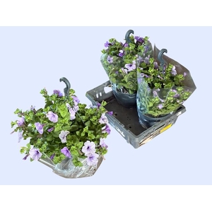 HANGING BASKETS