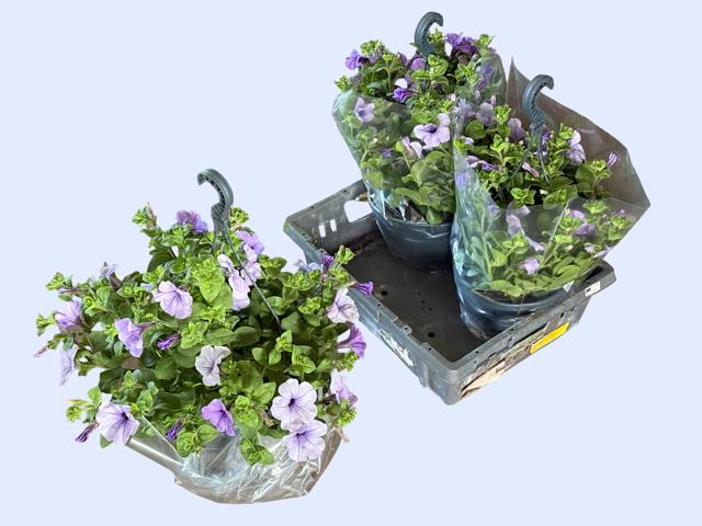 <h4>HANGING BASKETS</h4>