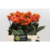 Dahlia Statue of Orange