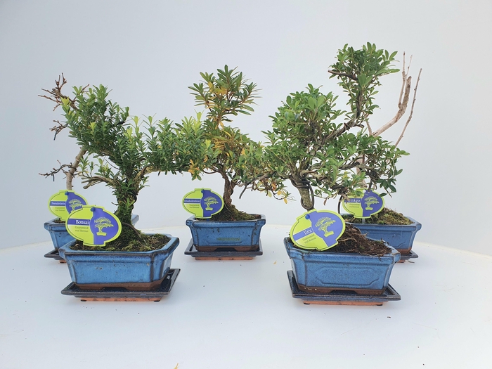 <h4>Bonsai mix outdoor, 15 cm., shape, with drip tray - Partly without leaves during winter</h4>