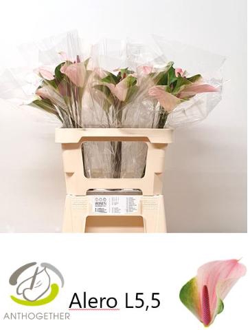 <h4>ANTH A ALERO 30 OPZET</h4>