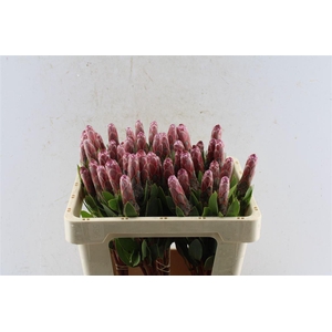 Protea Mundi Pink